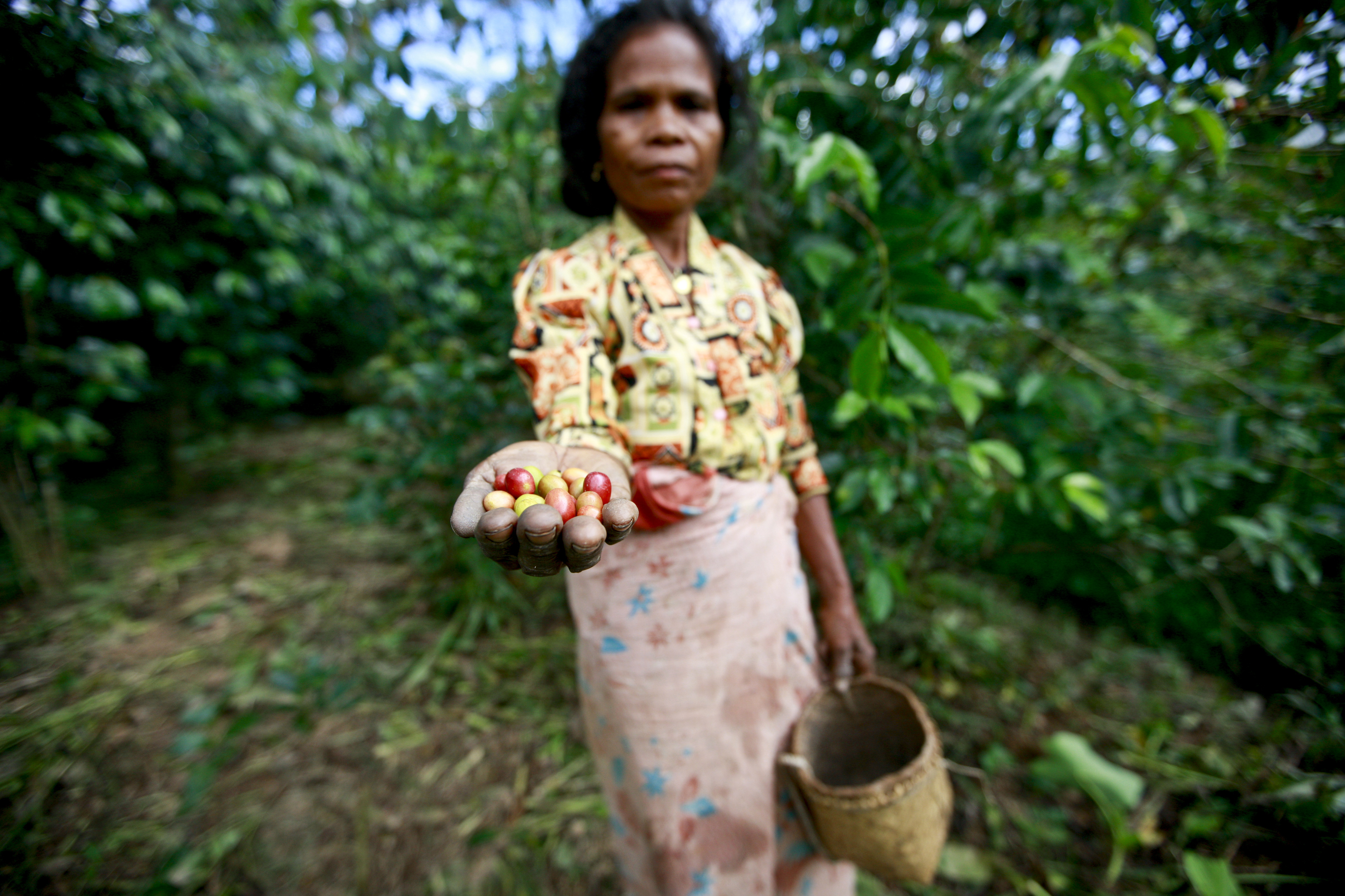En kvinne plukker kaffe i Øst-Timor