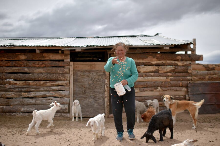Det internasjonale fondet for jordbruksutvikling (IFAD) jobber for å utrydde fattigdom og sult på landsbygda i det globale sør. Her mater en kvinnelig bonde i Argentina dyrene sine.