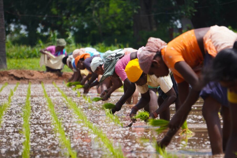 Bønder i Tamil Nadu, India.
