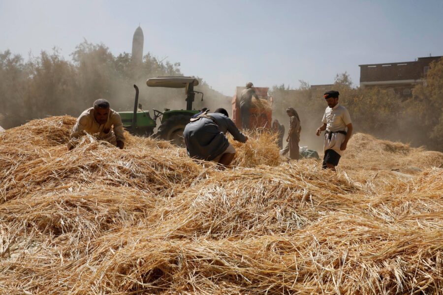Bevilgninger fra Verdensbanken er med å øke matproduksjonen og gi sårt trengt hjelp til småbønder og sårbare husholdninger i konfliktrammede Jemen. Disse jemenittiske bøndene har startet innhøstingen av hvete på åkeren sin i Sana’a mot slutten av året 2022.