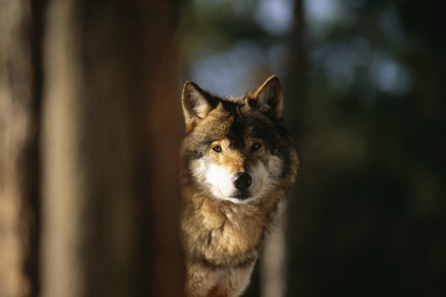 Ulven er en kritisk truet art i Norge i dag og består av få reproduserende dyr. Ulven (eller Canis lupus) befinner seg på rødlista for arter fra 2021.
