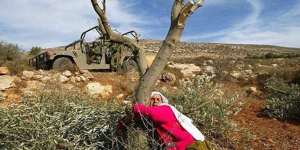 Olivproduktion för palestinier