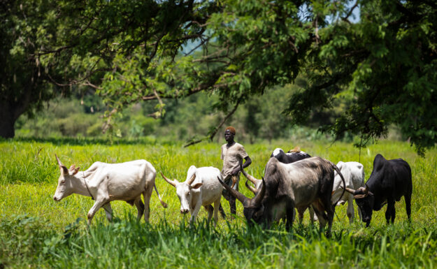 En gutt som gjeter storfe nært sentrum av landsbyen Kuda i Sør-Sudan.