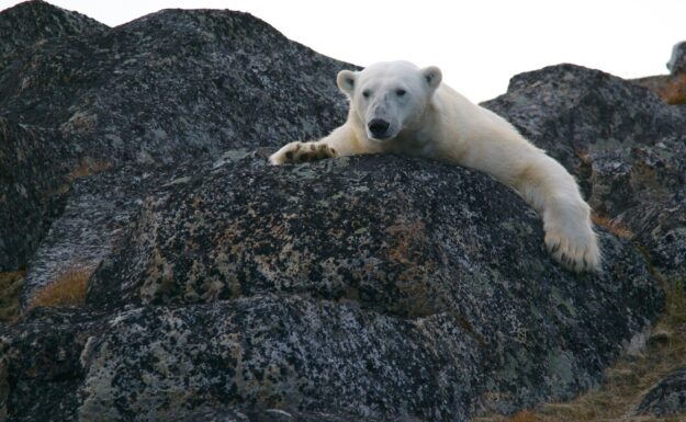 Europa varmes opp dobbelt så raskt som andre kontinenter, med temperaturer øker mest på Svalbard. Foto: Andy Brunner/Unsplash.