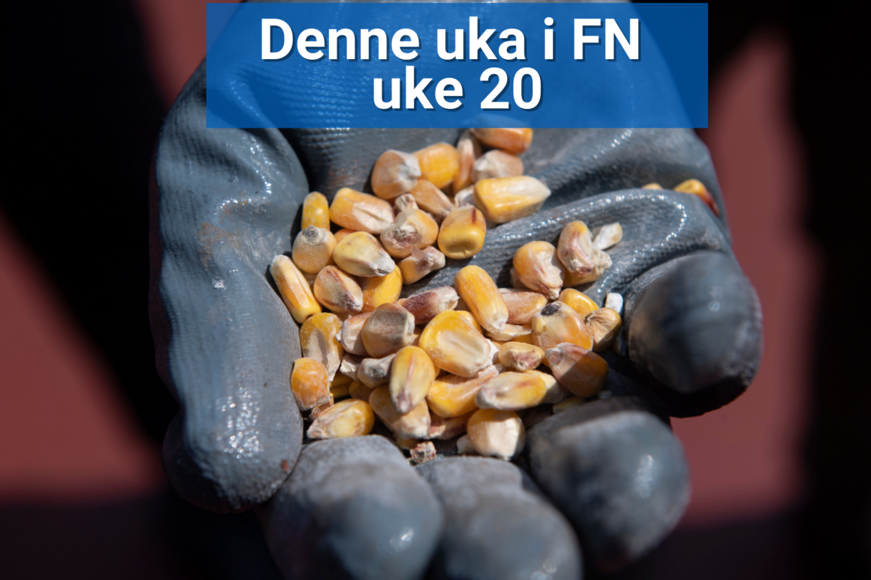 I november 2022 fikk den første forsendelsen av mer enn 26 000 tonn ukrainsk mat under kornavtalen grønt lys for å fortsette mot Libanon. Russland truer nå med å trekke seg fra avtalen som går ut 18. mai 2023. Foto: OCHA/Levent Kulu.