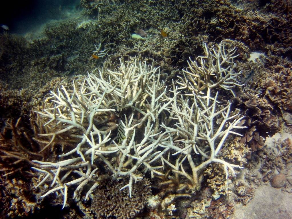 Syke koraller